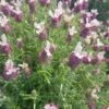 Lavande Papillon Rose MAGICAL ® Posy Pink ‘Kolmapopi’ -Garden Supplies Sales Shop 7306 lavandula stoechas 1000