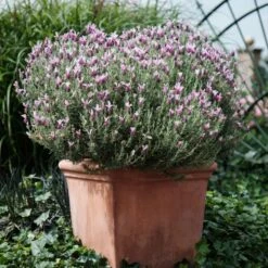 Lavande Papillon Rose MAGICAL ® Posy Pink ‘Kolmapopi’ -Garden Supplies Sales Shop 7306 lavendula stoechas magical posy pink copyright kolster 1000