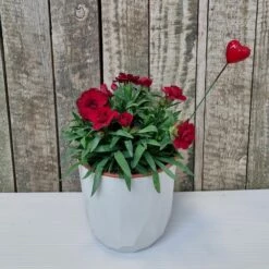 Oeillet Parfumé OSCAR ® Dark Red