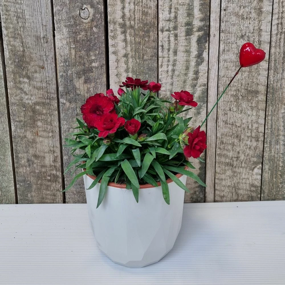 Oeillet Parfumé OSCAR ® Dark Red 3 Oeillet Parfumé OSCAR ® Dark Red