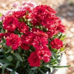 Oeillet Parfumé OSCAR ® Dark Red 7 Oeillet Parfumé OSCAR ® Dark Red -Garden Supplies Sales Shop 7309 oeillet oscar dark red pl190851 1000