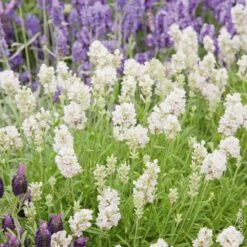 Lavande Vraie Ou Lavandula Angustifolia Ellagance Snow