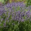 Lavande Vraie Ou Lavandula Angustifolia LesBleus Thierry 1 Lavande Vraie Ou Lavandula Angustifolia LesBleus Thierry -Garden Supplies Sales Shop 7320 pl192911 1000