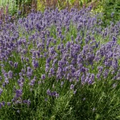 Lavande Vraie Ou Lavandula Angustifolia LesBleus Thierry