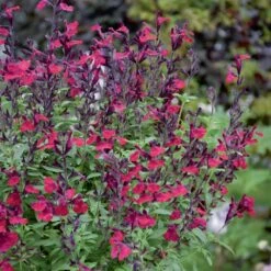 Sauge Arbustive Vivace Ou Salvia Greggii MIRAGE TM Burgundy