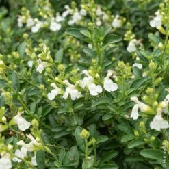 Sauge Arbustive Vivace Ou Salvia Greggii MIRAGE TM White