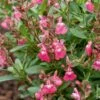 Sauge Arbustive Vivace Ou Salvia Greggii MIRAGE TM Pink -Garden Supplies Sales Shop 7326 pl211177