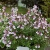 Sauge Arbustive Vivace Ou Salvia Greggii MIRAGE TM Soft Pink