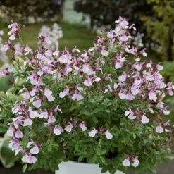 Sauge Arbustive Vivace Ou Salvia Greggii MIRAGE TM Soft Pink