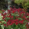 Sauge Arbustive Vivace Ou Salvia Greggii MIRAGE TM Cherry Red