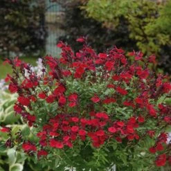 Sauge Arbustive Vivace Ou Salvia Greggii MIRAGE TM Cherry Red
