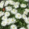 Pourpier Vivace Ou Delosperma LIDO ® White