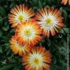 Pourpier Vivace Ou Delosperma LIDO ® Orange With Eye -Garden Supplies Sales Shop 7333 voltz 2069