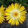 Pourpier Vivace Ou Delosperma LIDO ® Yellow With Eye 1 Pourpier Vivace Ou Delosperma LIDO ® Yellow With Eye -Garden Supplies Sales Shop 7335 voltz 2068