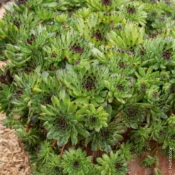 Joubarbe Ou Sempervivum CHICK CHARMS ® Appletini