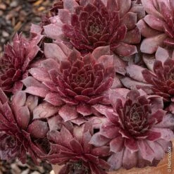 Joubarbe Ou Sempervivum CHICK CHARMS ® Chocolate Kiss