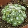 Joubarbe Ou Sempervivum CHICK CHARMS ® Cotton Candy -Garden Supplies Sales Shop 7338 pl211359