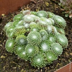 Joubarbe Ou Sempervivum CHICK CHARMS ® Cotton Candy