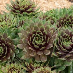 Joubarbe Ou Sempervivum CHICK CHARMS ® Cranberry Cocktail