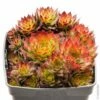 Joubarbe Ou Sempervivum CHICK CHARMS ® Gold Nugget -Garden Supplies Sales Shop 7340 tg200712