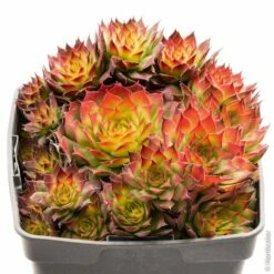Joubarbe Ou Sempervivum CHICK CHARMS ® Gold Nugget