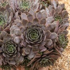 Joubarbe Ou Sempervivum CHICK CHARMS ® Plum Parfait