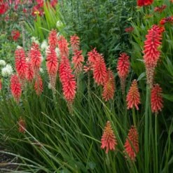Kniphofia POCO ® Red, Tison De Satan Rouge