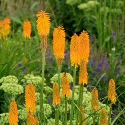 Kniphofia POCO ® Orange, Tison De Satan