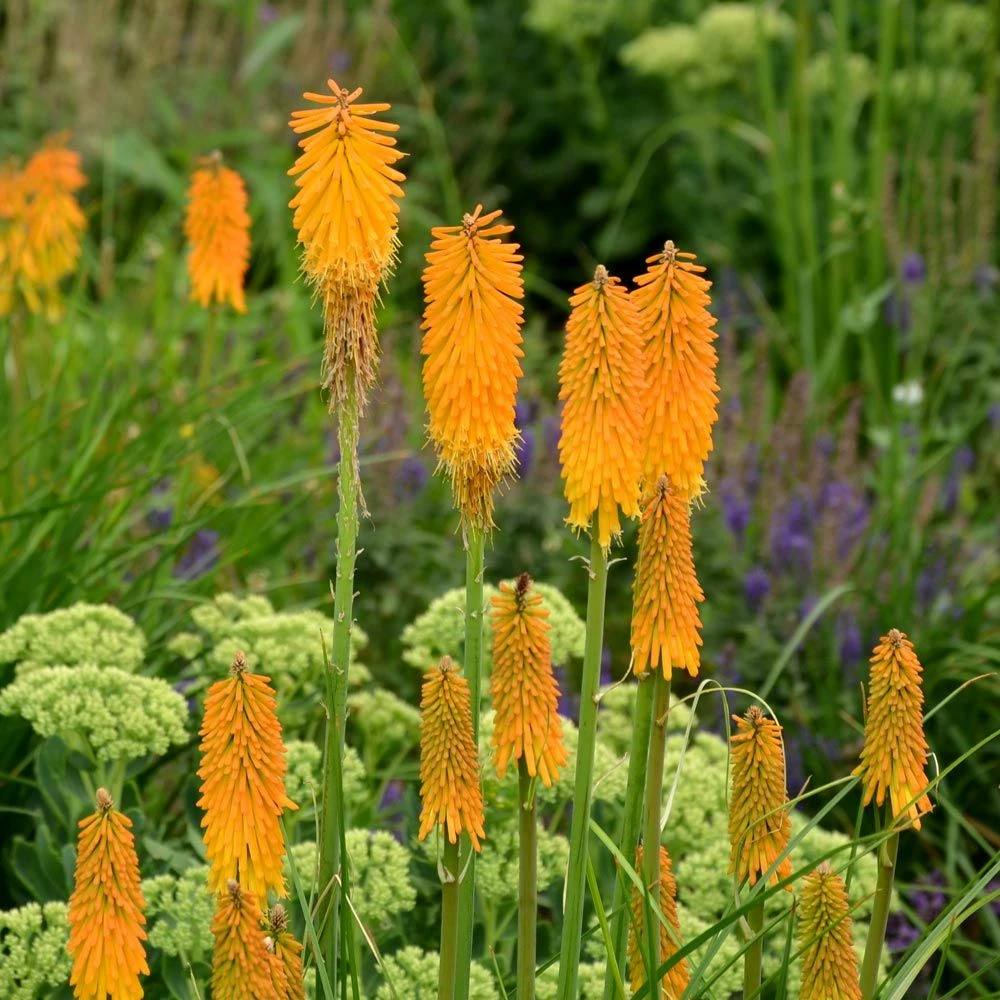 Kniphofia POCO ® Orange, Tison De Satan 3 Kniphofia POCO ® Orange, Tison De Satan