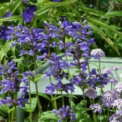 Nepeta Nervosa Neptune, Menthe Des Chats -Garden Supplies Sales Shop 7345 dsc 0145 1000