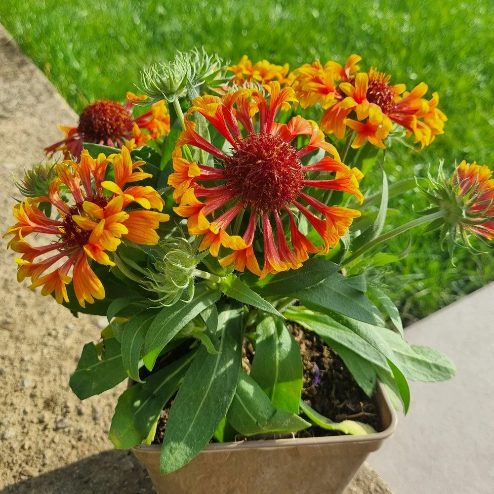 Gaillarde Naine Bicolore SPINTOP Copper Sun 4 Gaillarde Naine Bicolore SPINTOP Copper Sun - Image 2