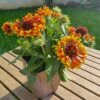Gaillarde Naine Bicolore SPINTOP Copper Sun 1 Gaillarde Naine Bicolore SPINTOP Copper Sun -Garden Supplies Sales Shop 7346 20230612 184306 1000