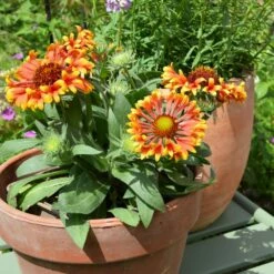 Gaillarde Naine Bicolore SPINTOP Copper Sun 7 Gaillarde Naine Bicolore SPINTOP Copper Sun -Garden Supplies Sales Shop 7346 dsc 0141 1000