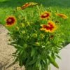 Coreopsis SOLANNA TM Bright Touch, œil De Jeune Fille 1 Coreopsis SOLANNA TM Bright Touch, œil De Jeune Fille -Garden Supplies Sales Shop 7347 20230612 184042 1000