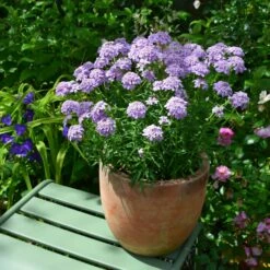 Ibéris Rose MERMAID Lavender