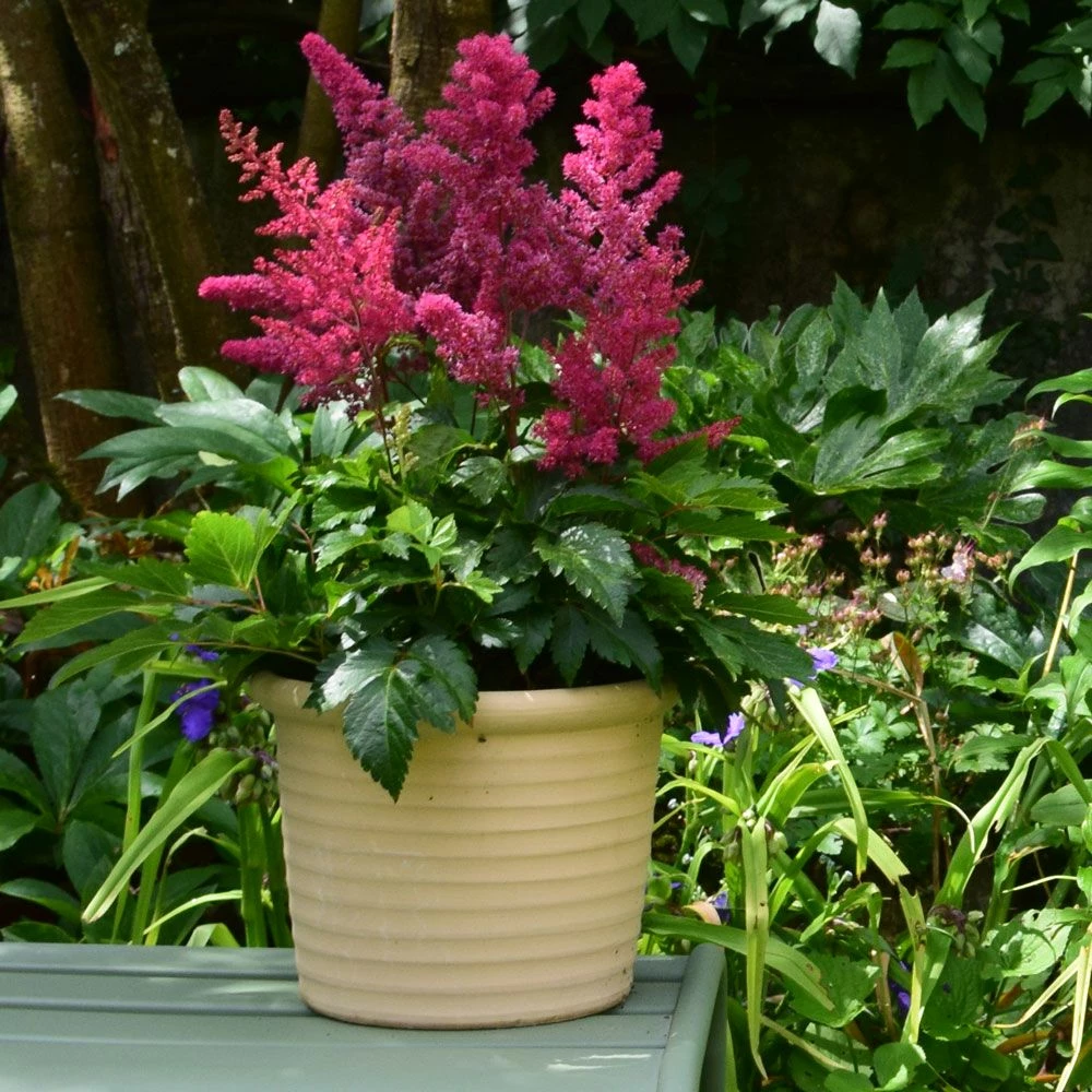 Astilbe Rouge YOUNIQUE TM Ruby Red 3 Astilbe Rouge YOUNIQUE TM Ruby Red