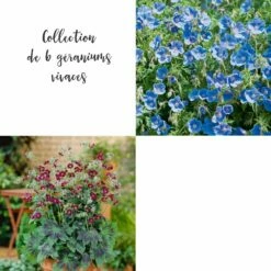 Collection De 6 Géraniums Vivaces