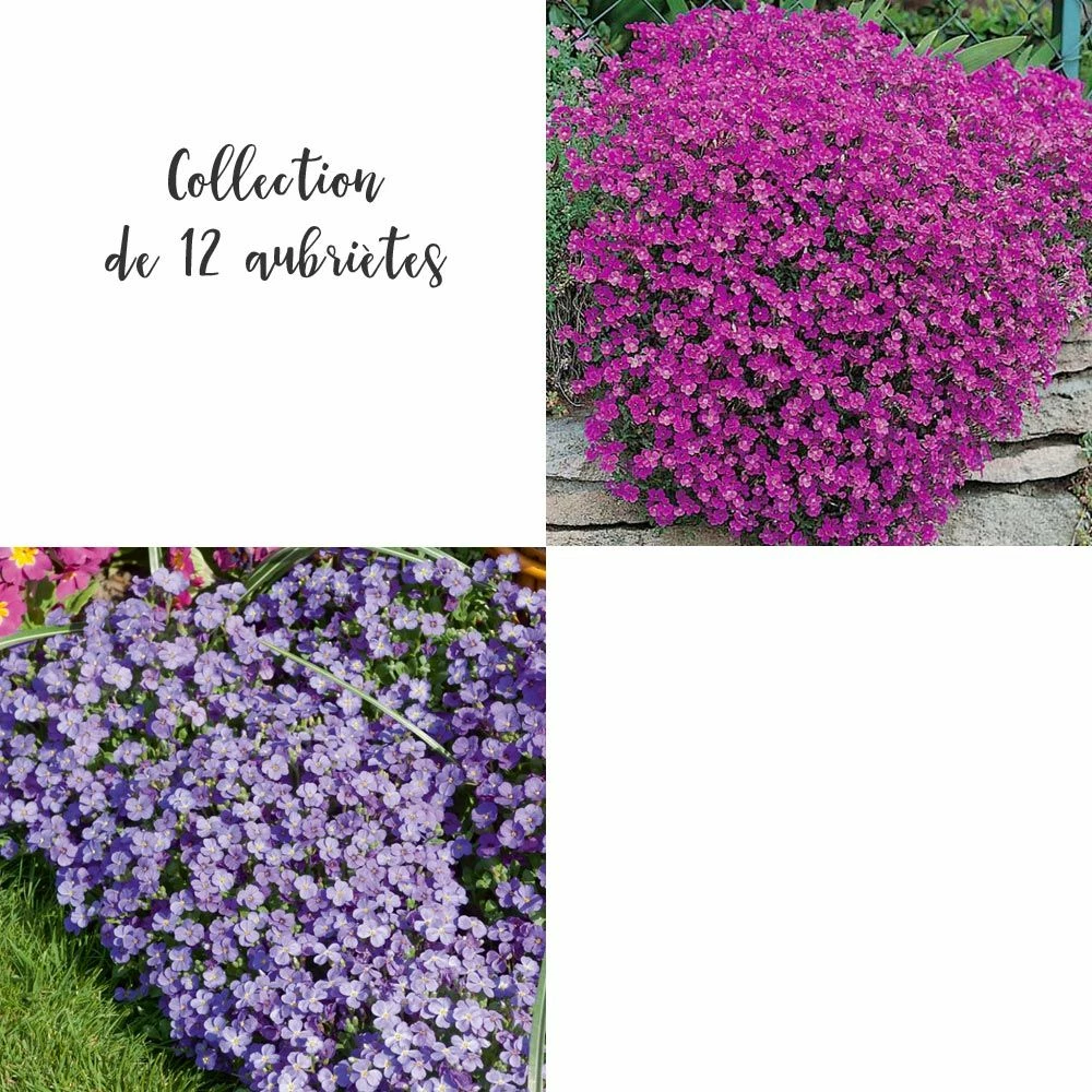 Collection De 12 Aubriètes 3 Collection De 12 Aubriètes