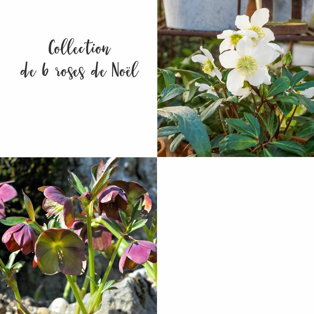 Collection De 6 Roses De Noël 3 Collection De 6 Roses De Noël
