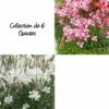 Collection De 6 Gauras -Garden Supplies Sales Shop 7911 collection de 6 gauras 1