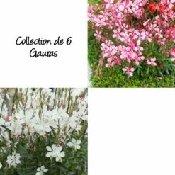 Collection De 6 Gauras