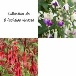 Collection De 6 Fuchsias Vivaces