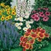 Collection Vivaces Massifs Et Bouquets 1 Collection Vivaces Massifs Et Bouquets -Garden Supplies Sales Shop 7917 collection vivaces massifs et bouquets t1000