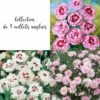 Collection De 9 Oeillets Anglais Ou Dianthus Plumarius -Garden Supplies Sales Shop 7918 collection de 9 oeillets anglais