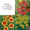Collection De 9 Gaillardes Pour Bouquets 2 Collection De 9 Gaillardes Pour Bouquets -Garden Supplies Sales Shop 7919 collection de 9 gaillardes pour bouquets 1