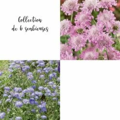 Collection De 6 Scabieuses