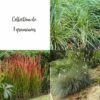 Collection De 3 Graminées -Garden Supplies Sales Shop 7923 collection de 3 gramin es