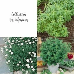 Collection Les Infusions