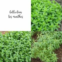 Collection Les Menthes