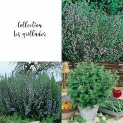 Collection Les Grillades